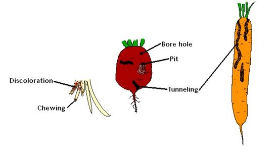 root damage