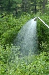 watering garden bed