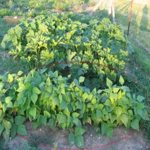 bush beans plants