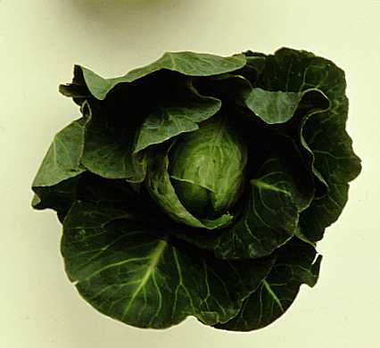 Leaf Lettuce