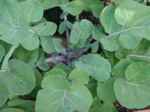 Rutabaga Plant