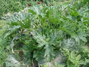 Zucchini Squash Plants