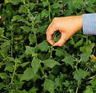 New Zealand Spinach