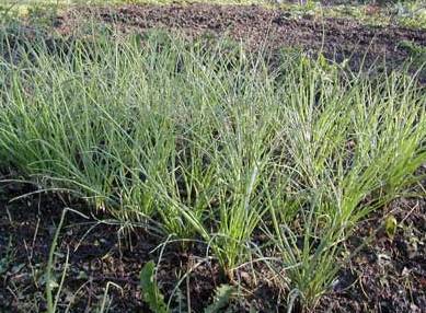 Shallot Plants