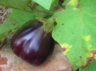 Eggplant