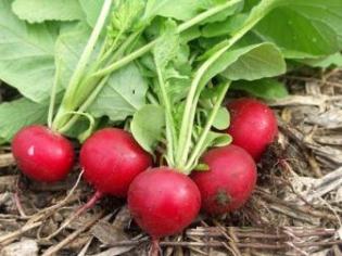 Radishes