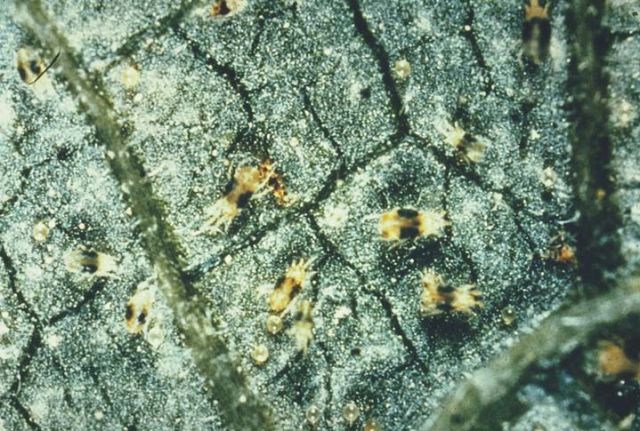 spider mites
