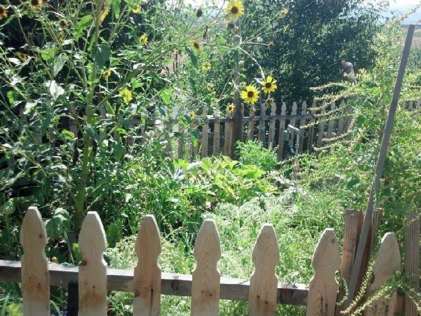 Late summer organic vegetable gardening