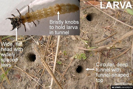 Tiger Beetle Larva