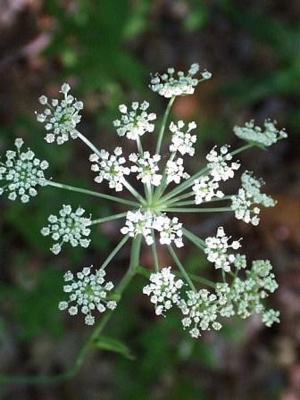 Angelica