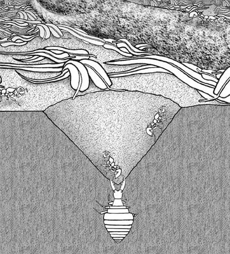 Antlion Antlion
