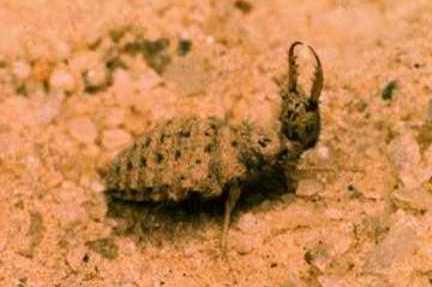 Antlion