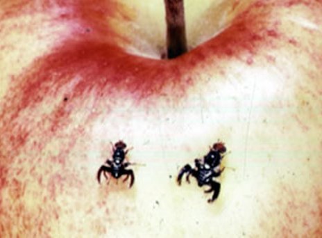 Apple Maggot Apple Maggot