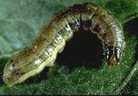 Army Cutworm Army Cutworm
