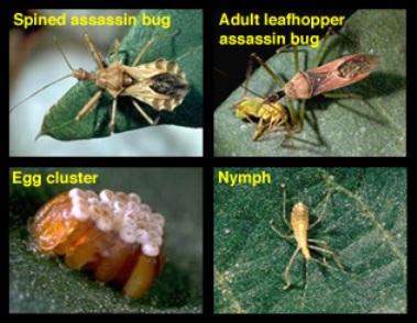Assassin Bugs Assassin Bugs