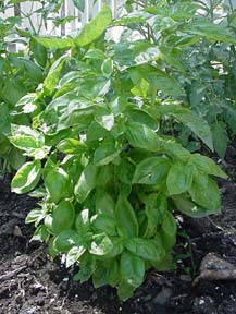 growing basil