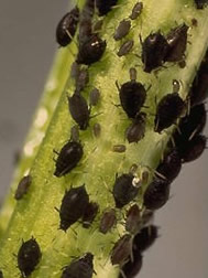 Bean Aphid Bean Aphid