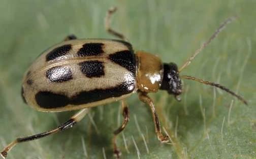 Bean Leaf Beetle