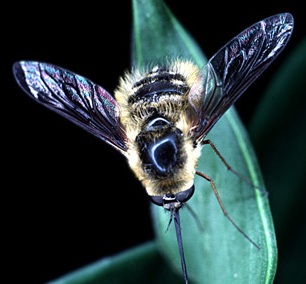 Bee Fly-01 Bee Fly-01