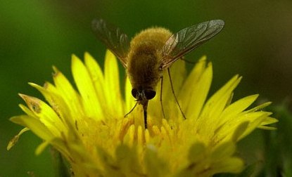 Bee Fly-02 Bee Fly-02
