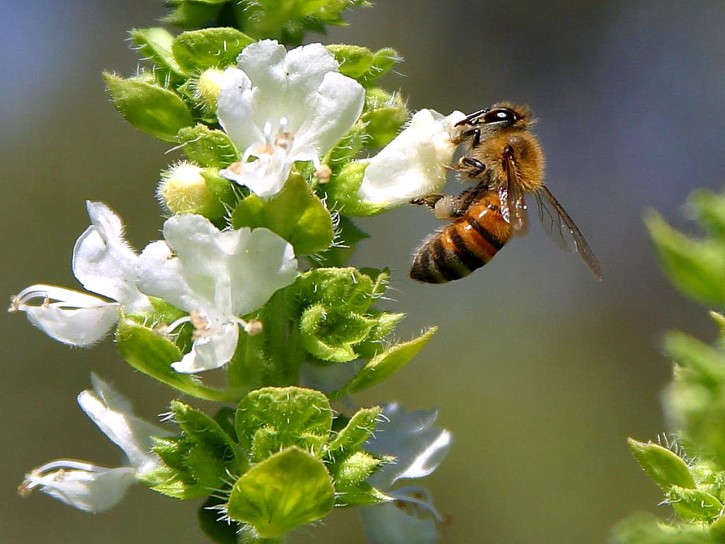 bees pollenating basil