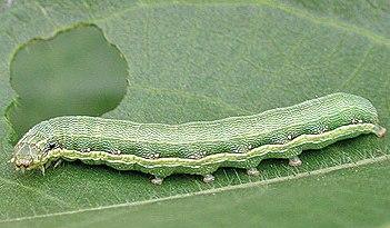 Beet Armyworm Beet Armyworm