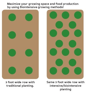 biointensive spacing