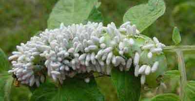 Braconid Wasp Eggs Braconid Wasp Eggs
