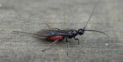Braconid Wasp Braconid Wasp