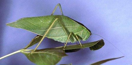 Broadwinged Katydid