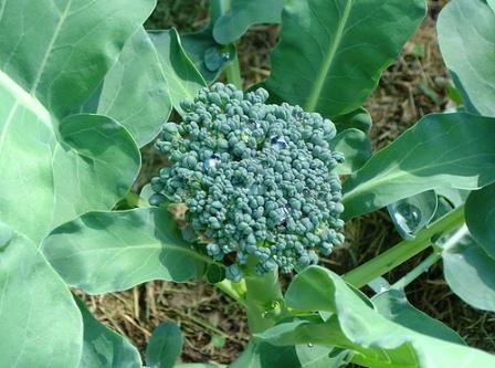 growing broccoli figure