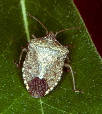 Brown Stink Bug