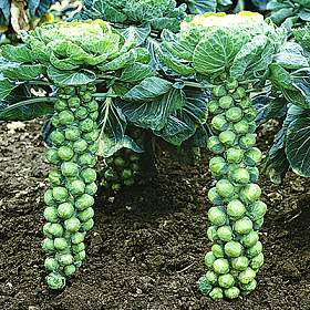 brussels-sprouts.jpg