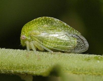 Buffalo Treehopper