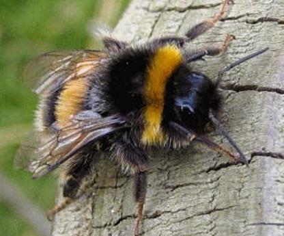 Bombus