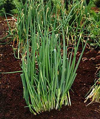 Bunching Onions