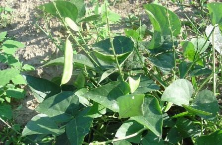 bush lima bean plant