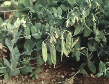 Bush peas