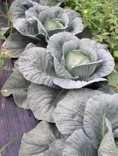 Cabbage