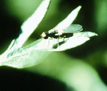 Carrot Rust Fly