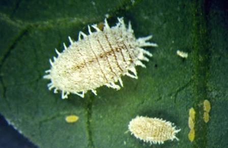 Citrus Mealybug