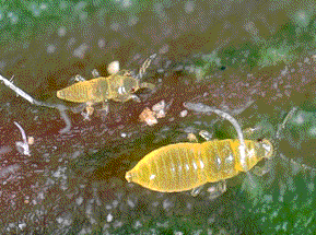 Citrus Thrips