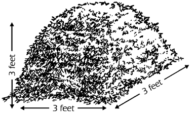 compost-pile