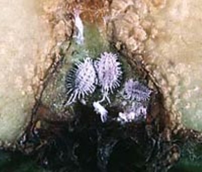 Comstock Mealybug Comstock Mealybug