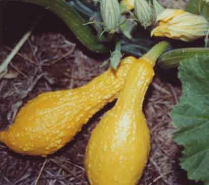 Crookneck Squash