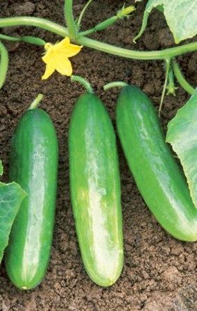 Organic Gardening on Genus Cucumis Growing Cucumbers Organic Gardening Fact Sheet Seed