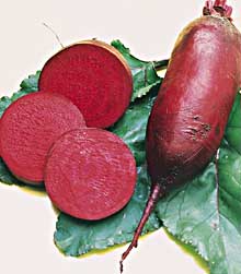 cylindra beet