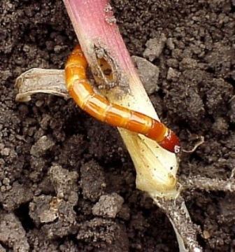 Eastern Field Wireworm