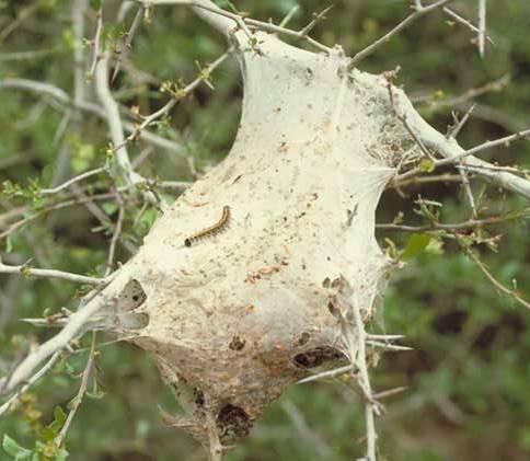 Eastern Tent Caterpillar