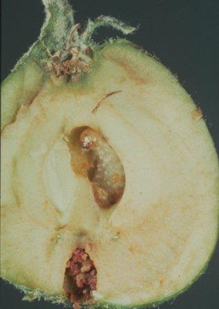 European Apple Sawfly European Apple Sawfly